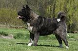 AKITA AMERICAIN 476